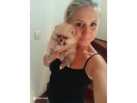 Minnak pomeranian boo bebekler