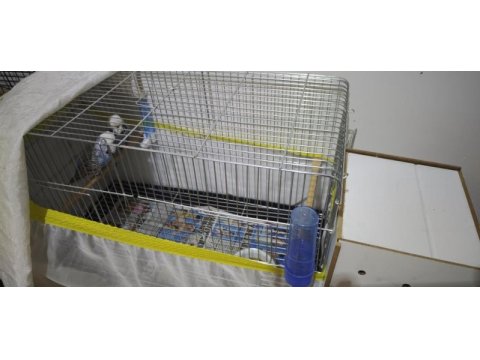 Show jumbo damızlık takım bileklikli muhabbet kuşu
