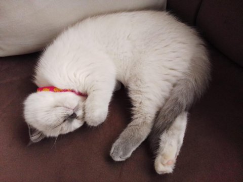 2.5 aylık dişi blue point ayı surat yavru scottish fold