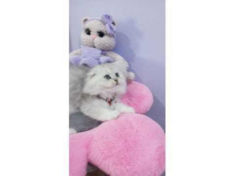 Safkan scottish fold ve straight yavrular catteryden