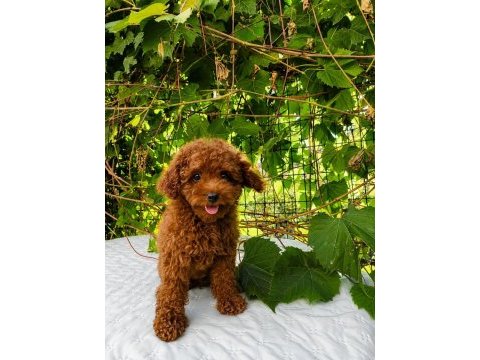 Kore kan red brown toy poodle