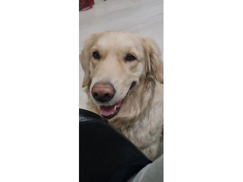 Acil golden retriever kızıma arkadaş arıyorum