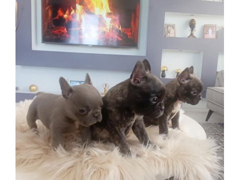 Uygun mükemmel üst düzey kalite anatomi french bulldog