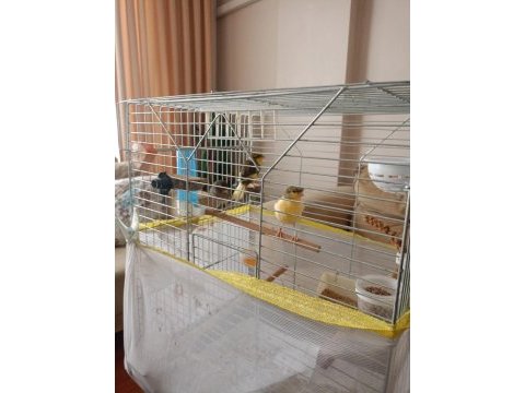 2 erkek ve 1 dişi kanarya