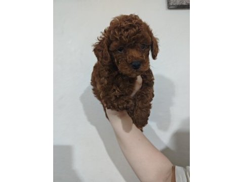 Kendi kızımın poodle yavruları