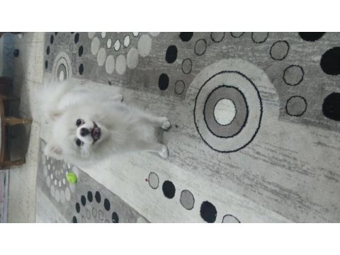 Erkek pomeranian beyaz