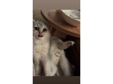 Scottish fold kedimizi çiftleştirme ilanıdır