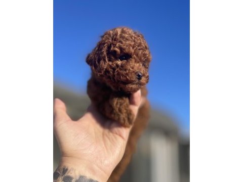 Safkan dişi toy poodle