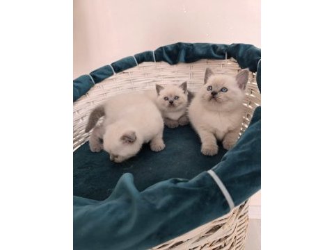 Scottish fold ve british shorthair blue point yavrular