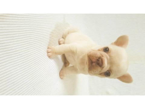 Merle paltinyum lilac blue french bulldog