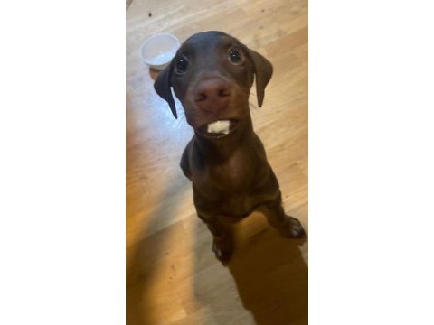 Kızıl doberman