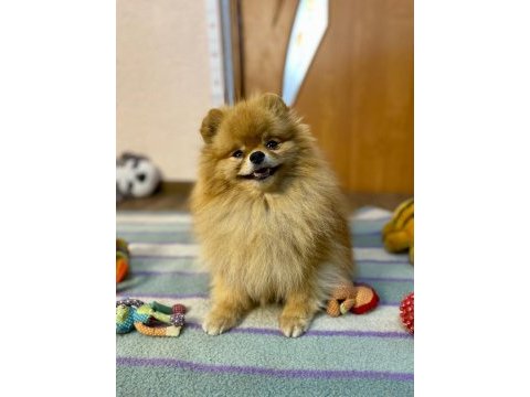 Show kalite pomeranian boo