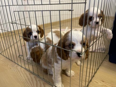 Evde en bakılabilecek ırk cavalier king charles