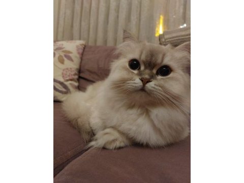 British longhair kedim karameli sahiplendirmek istiyorum