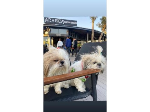 Shih tzu yavrularımız