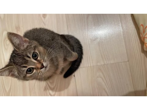 Kedime yeni yuva arıyorum