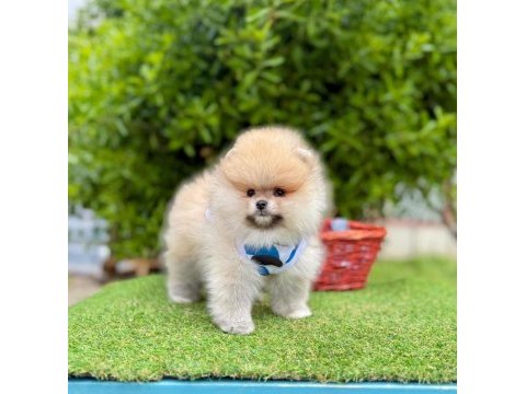 Safkan pomeranian boo yavrularımız