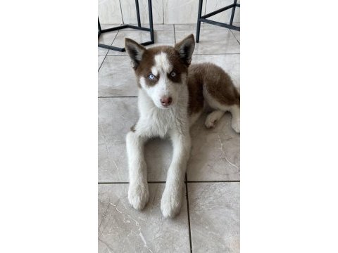 Husky sibirya kurdu
