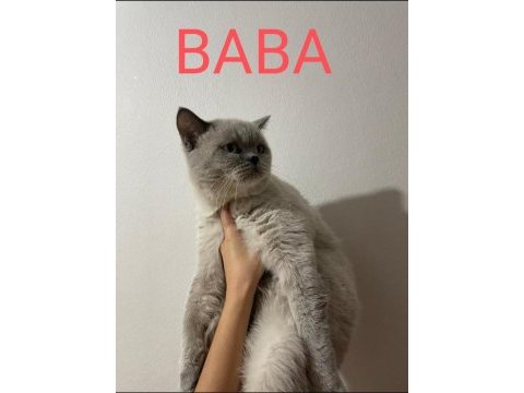 8 aylık erkek british shorthair