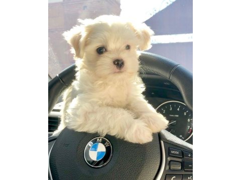 Ruhsatlı çiftlikten maltese terrier yavrular