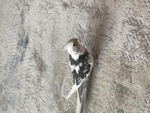 Yumurtalı ve yavrulu takım sultan papağanı