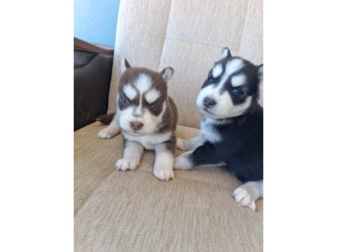 Safkan a kalite tam maske mavigöz husky yavrular