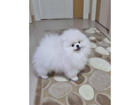 Üst kalite pomeranian boo erkek