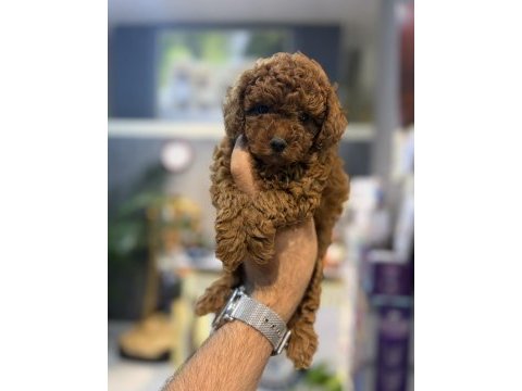 Toy poodle yavrular
