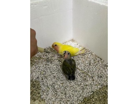 El besleme veya yeme düşmüş sevda papağanlar