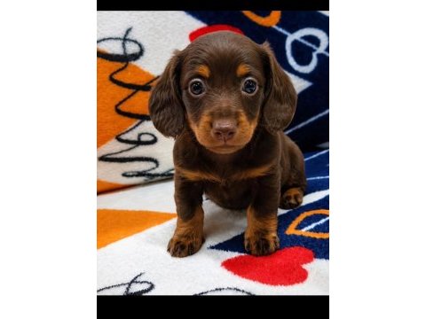 Safkan longhair mini dachshund yavrular