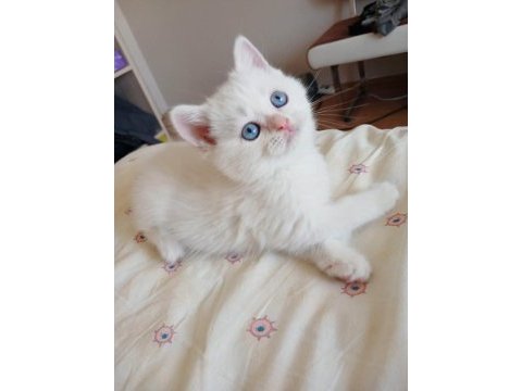 British shorthair safkan dişi yavru