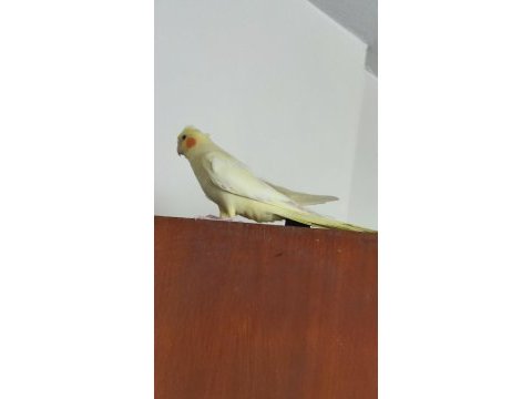 Dişi sultan papağanı 4 aylık