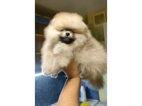 Türkiyenin show pomeranian bebekleri