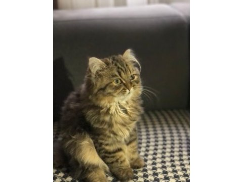 Acil sahiplendirilecek british longhair dişi yavrumuz