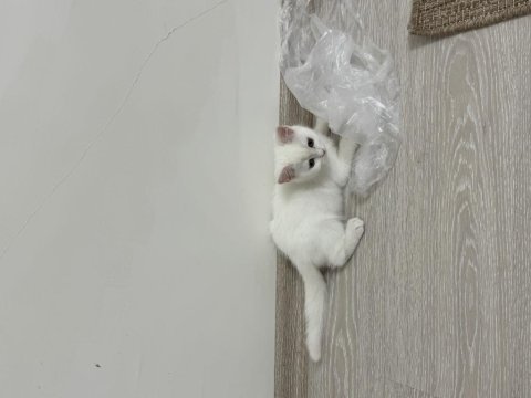 British shorthair yavru erkek