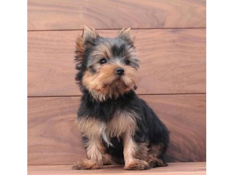 Mini minnak yorkshire terrier yavrular