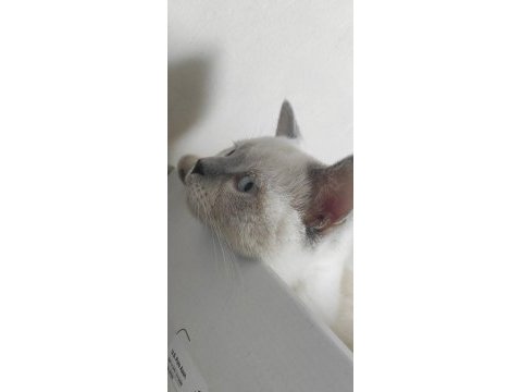 1 yaşında erkek blue point british shorthair