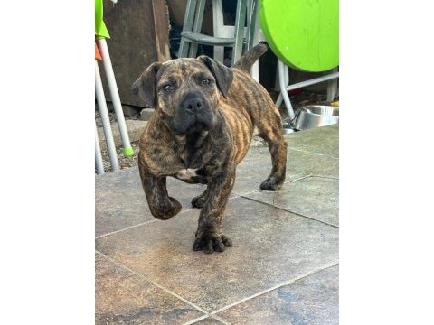 Boerboel güney afrika mastiff
