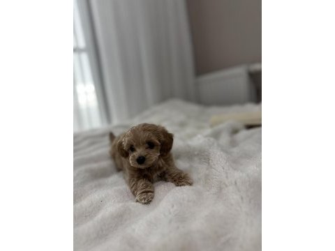 Tuvalet eğitimli sıfır boy maltipoo
