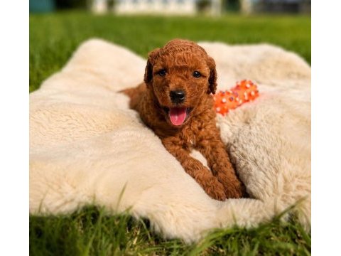 Minik güzeller güzeli poodle bebeklerim