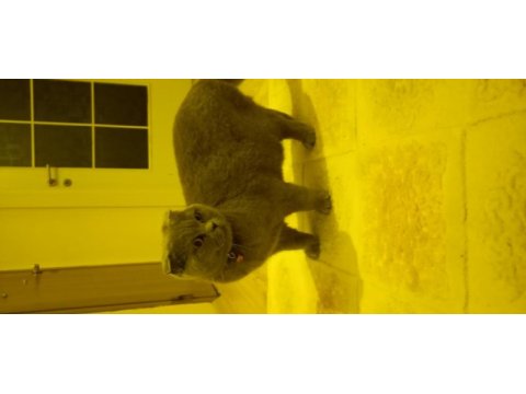 Scottish fold kızımız gümüş