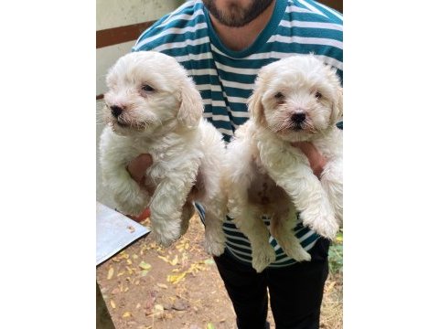 Maltese terrier yavruları