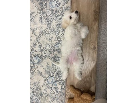 Maltipoo dişi 3 aylık