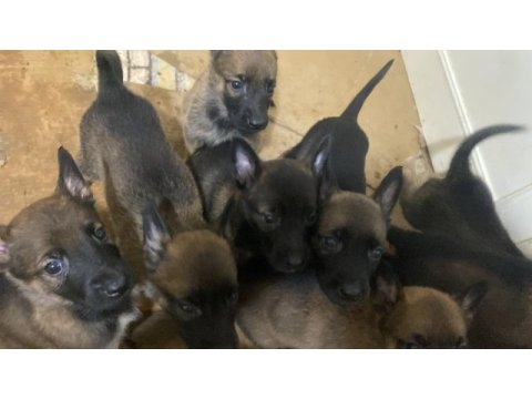 45 günlük belçika malinois