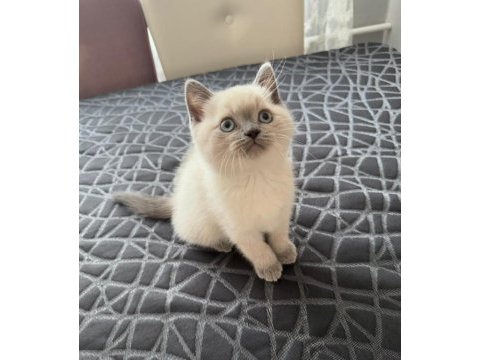 British shorthair yavrularım yuvalarını bekliyor