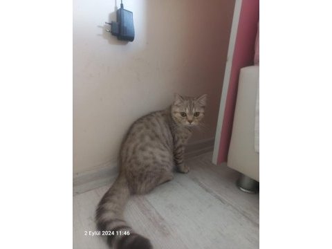 Tarçın 14 aylık kedimiz