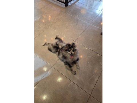 Pomeranian blue merle tr tek