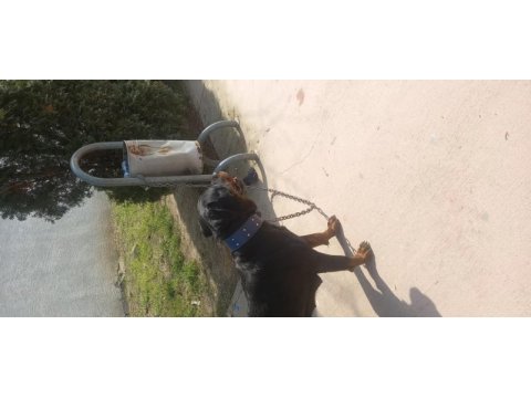 Rottweiler uygun dişi