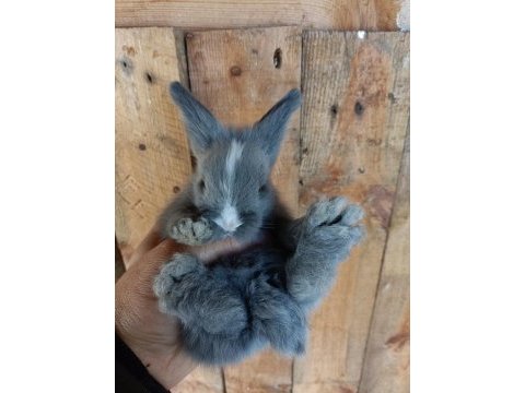 Safkan hollanda lop tavşan yavruları