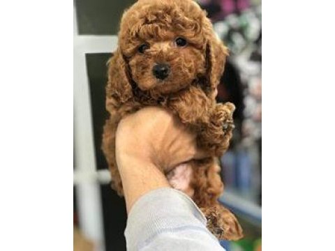 Dünya tatlısı poodle yavruları